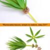 LJY 2 Pieces Realistic Artificial Faux Succulent Yucca Vera Greenhouse Small Plants Unpotted for Home Garden Decoration (Spring Green)