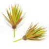 LJY 2 Pieces Realistic Artificial Faux Succulent Yucca Vera Greenhouse Small Plants Unpotted for Home Garden Decoration (Autumn Green)