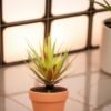 LJY 2 Pieces Realistic Artificial Faux Succulent Yucca Vera Greenhouse Small Plants Unpotted for Home Garden Decoration (Autumn Green)