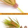 LJY 2 Pieces Realistic Artificial Faux Succulent Yucca Vera Greenhouse Small Plants Unpotted for Home Garden Decoration (Autumn Green)