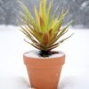 LJY 2 Pieces Realistic Artificial Faux Succulent Yucca Vera Greenhouse Small Plants Unpotted for Home Garden Decoration (Autumn Green)