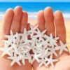LJY 40 Pieces 1.2 Inches White Resin Pencil Finger Starfish for Wedding Home Decor and Craft Project